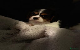 Cavalier King Charles Spaniel dogs for sale: Cavalier Pups  - Image 4