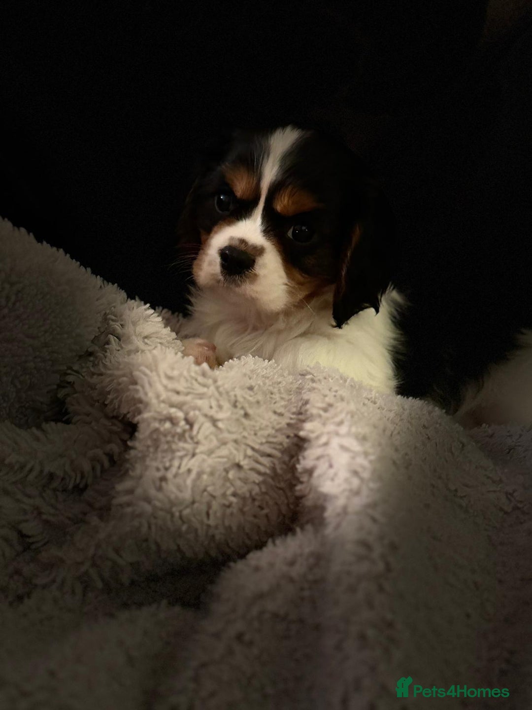 Cavalier King Charles Spaniel dogs for sale: Cavalier Pups  - Image 4