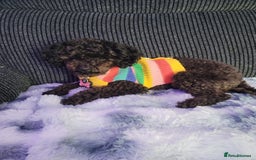 Chipoo dogs for sale: Princess Nelly  - Advert 1