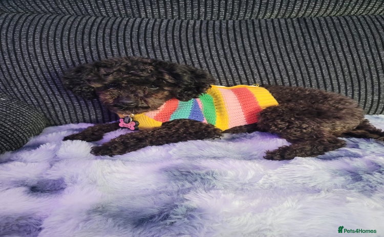 Chipoo dogs Princess Nelly  - Advert 1