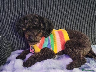 Chipoo dogs Princess Nelly - Advert 1