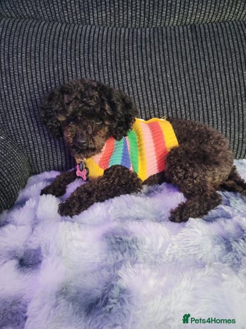 Chipoo dogs Princess Nelly - Advert 1