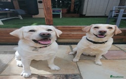 Labrador Retriever dogs for sale: Beautiful labrador puppies for sale - Image 21