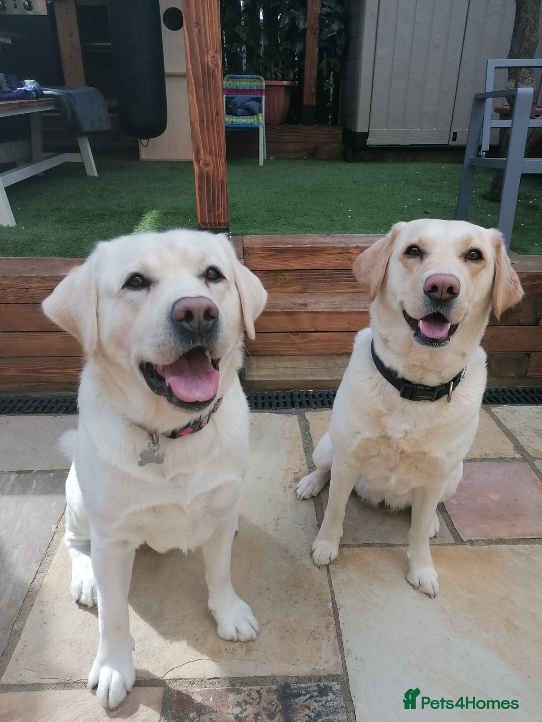 Labrador Retriever dogs for sale: Beautiful labrador puppies for sale - Image 21