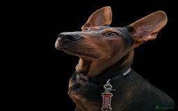 Mixed Breed dogs for sale: Working Australian Kelpie x Chinese Red Dog Pups - Image 5