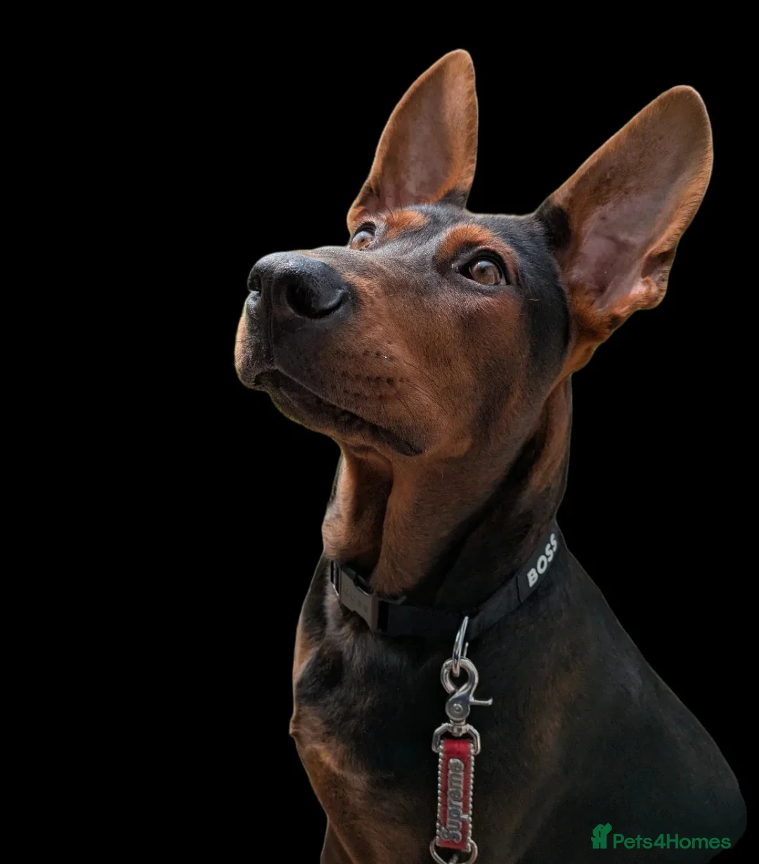 Mixed Breed dogs for sale: 2 Boys🐕🐾Kelpie x Chinese Red Dog - Advert 9