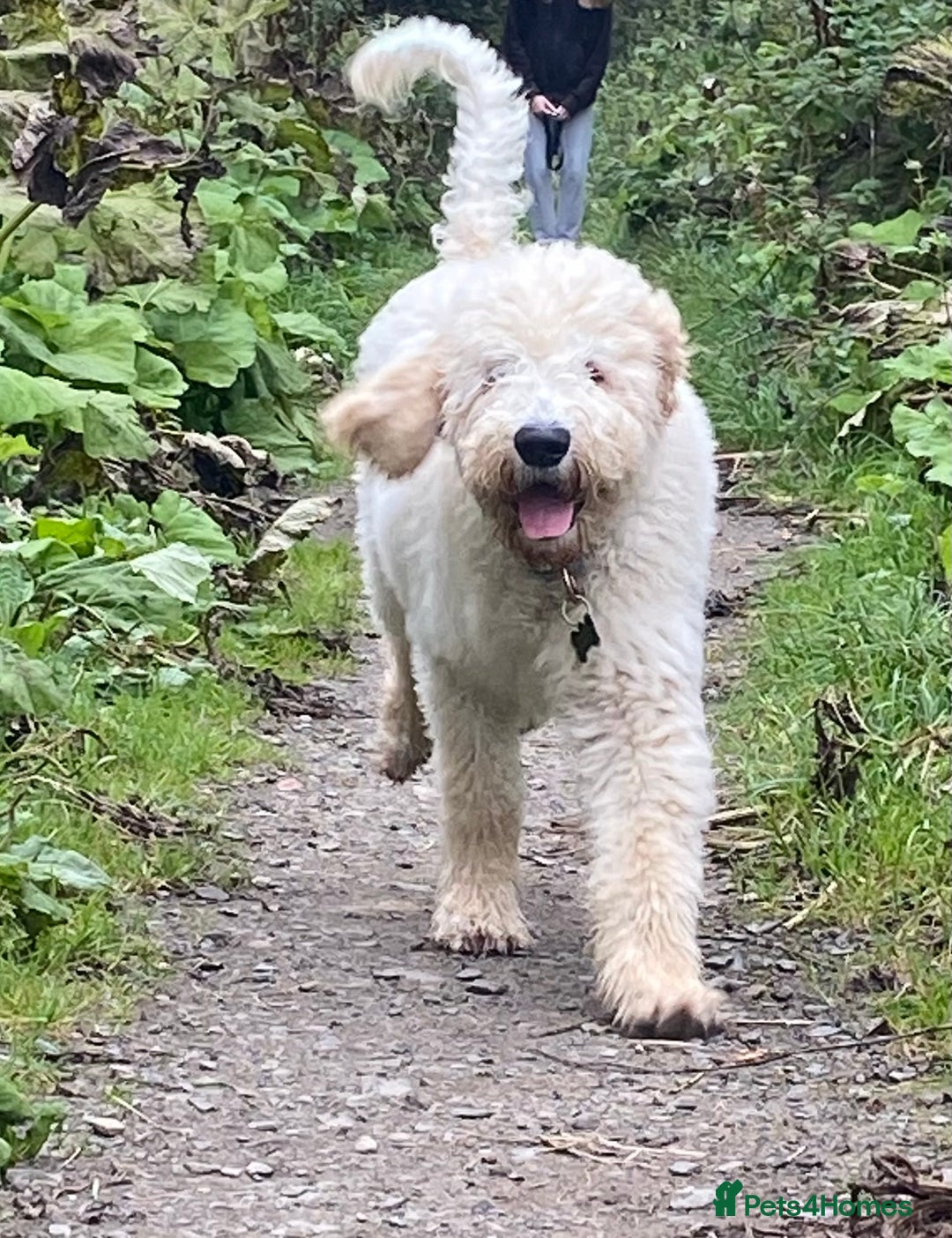 Goldendoodle dogs for stud: Multigenerational Goldendoodle for Stud  - Image 2