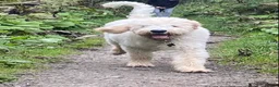 Goldendoodle dogs for stud: Multigenerational Standard Goldendoodle for Stud  - Advert 4