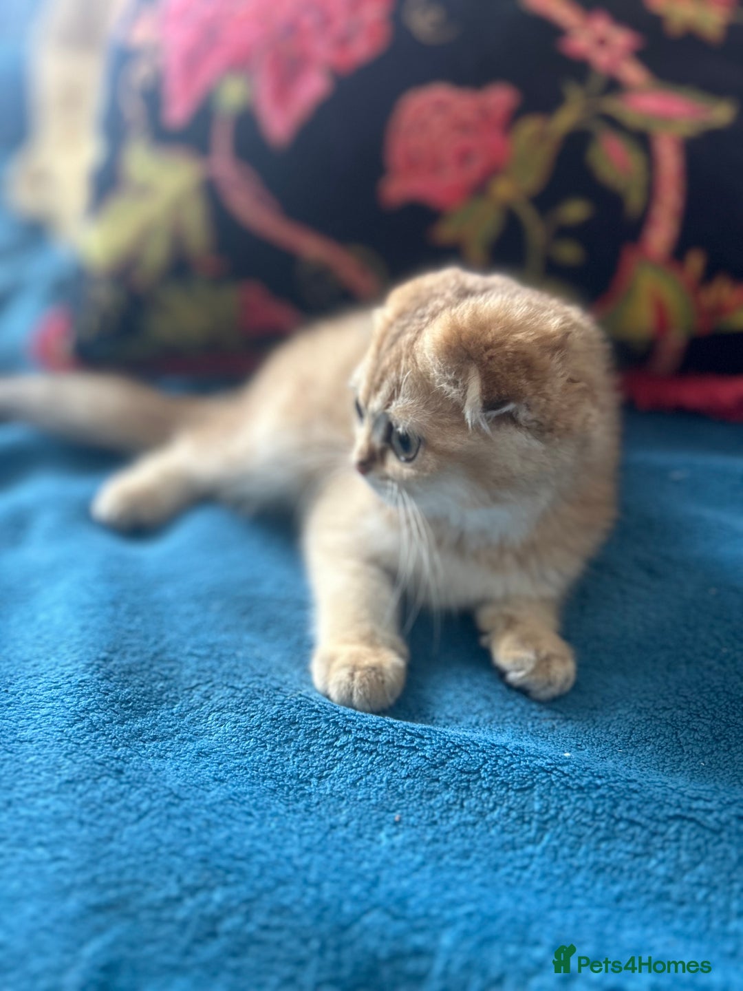 Scottish Fold cats for sale: Gold Chinchilla Scottish fold baby’s  - Image 35