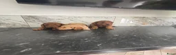 Cavapoo dogs for sale: Ready now f1 Cavapoo puppies (toy poodle) in Wingate - Advert 4
