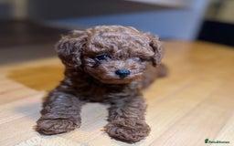 Toy Poodle dogs for sale: Poodle Toy Puppy calm, gentle, with full doc. - Image 14