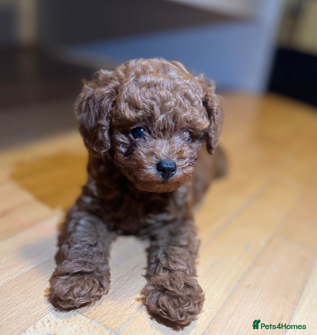 Toy Poodle dogs for sale: Poodle Toy Puppy calm, gentle, with full doc. - Image 14