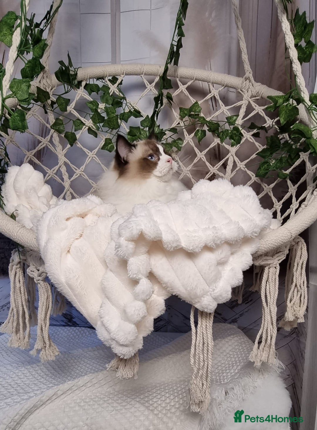 Ragdoll cats for sale: Exceptional Tica Registered Ragdoll Kittens - Advert 10