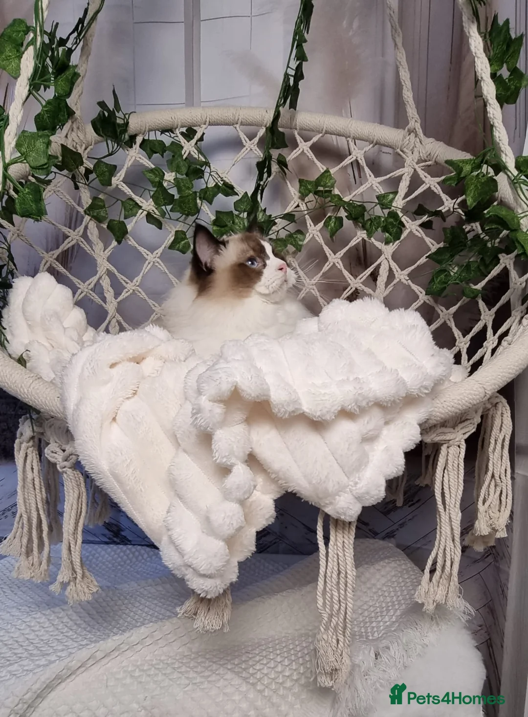 Ragdoll cats for sale: Exceptional Tica Registered Ragdoll Kittens - Advert 4