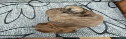 Havanese dogs for sale: Very rare color Havanese puppy) - Advert 8