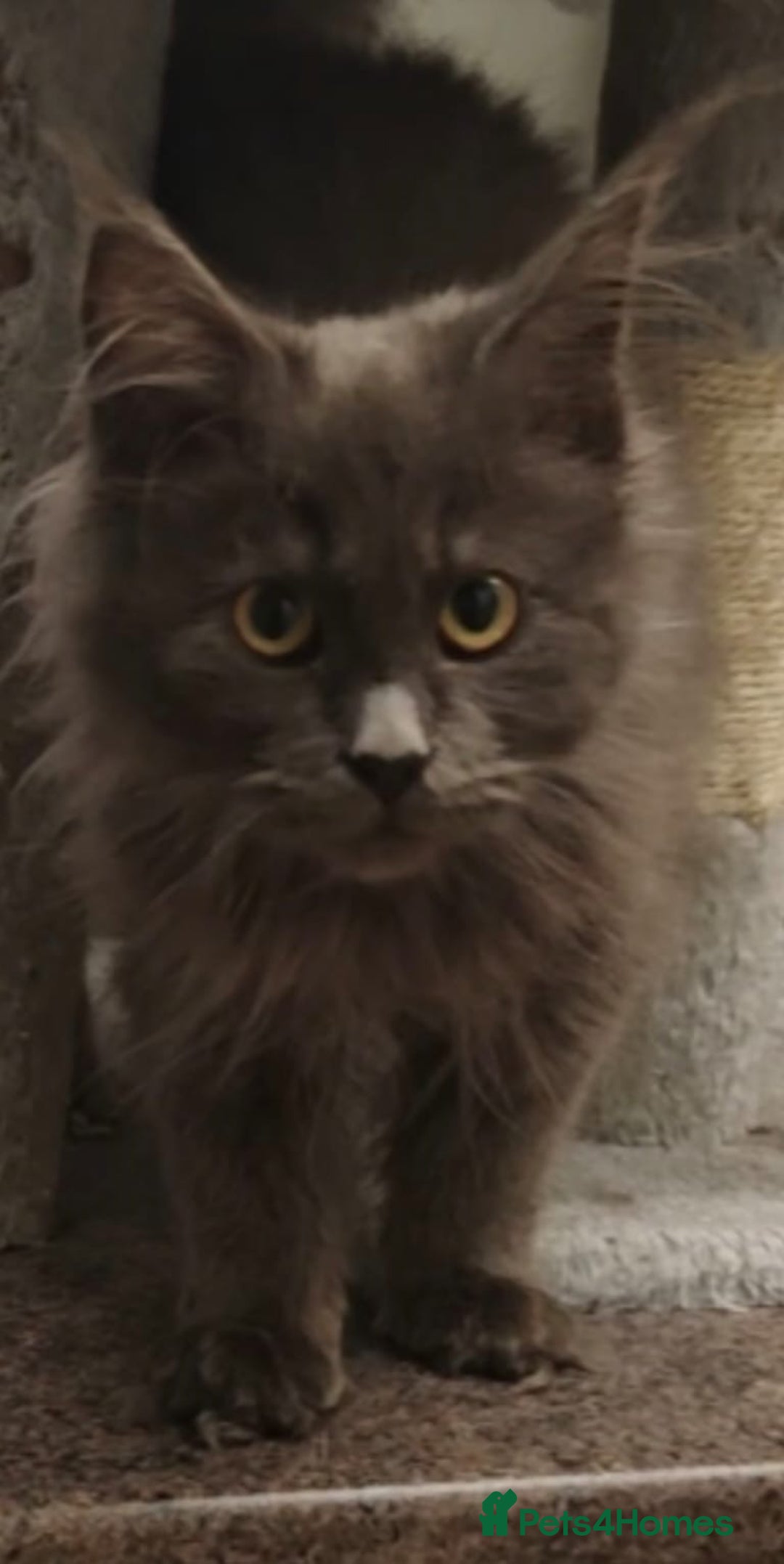 Maine Coon cats for sale: Beautiful Maine coon kittens - Advert 5