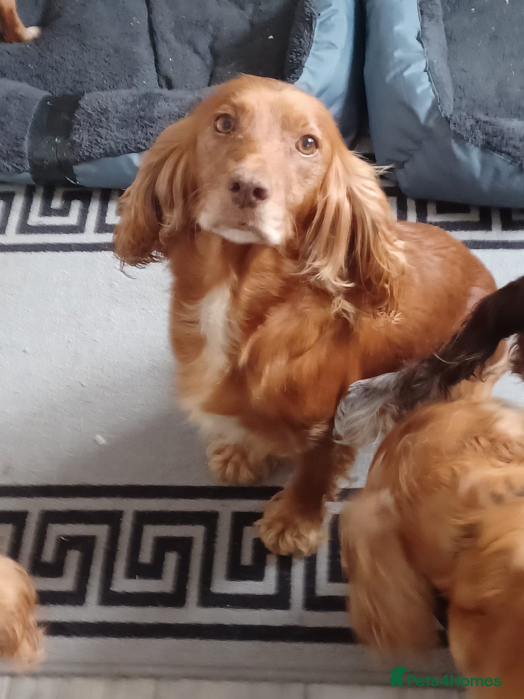 Cocker Spaniel dogs for sale: Cocker spaniel pups - Advert 13