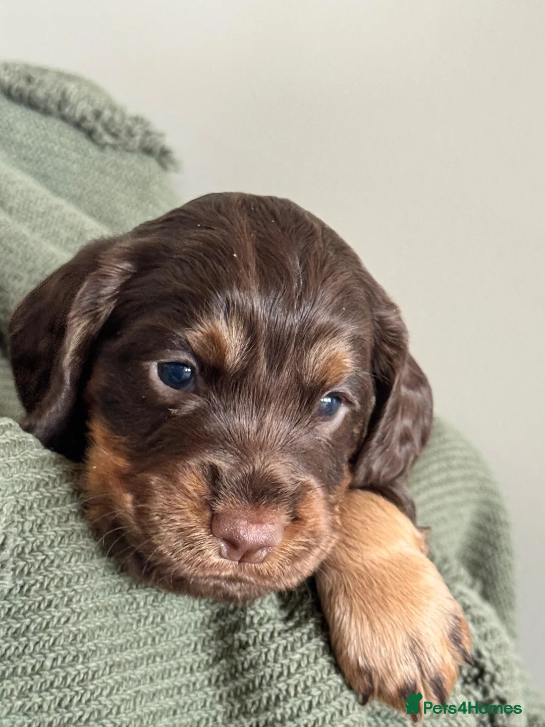Cocker Spaniel dogs for sale: Working cocker Spaniel Puppies - Advert 2