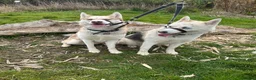 Siberian Husky dogs for sale: 2X Siberian Huskies. 1Male&1Female in Bradford - Advert 1