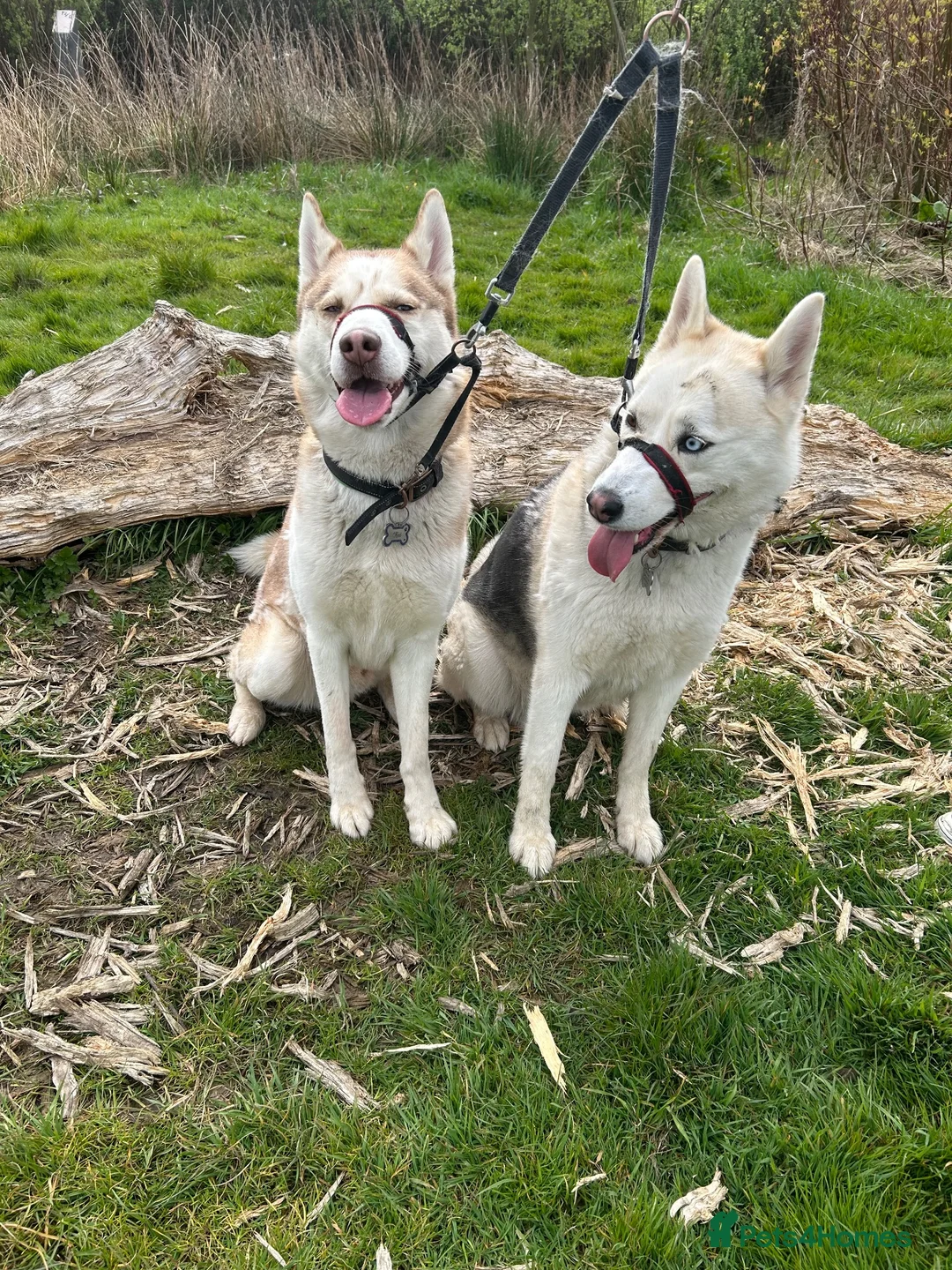 Siberian Husky dogs for sale: 2X Siberian Huskies. 1Male&1Female in Bradford - Advert 1