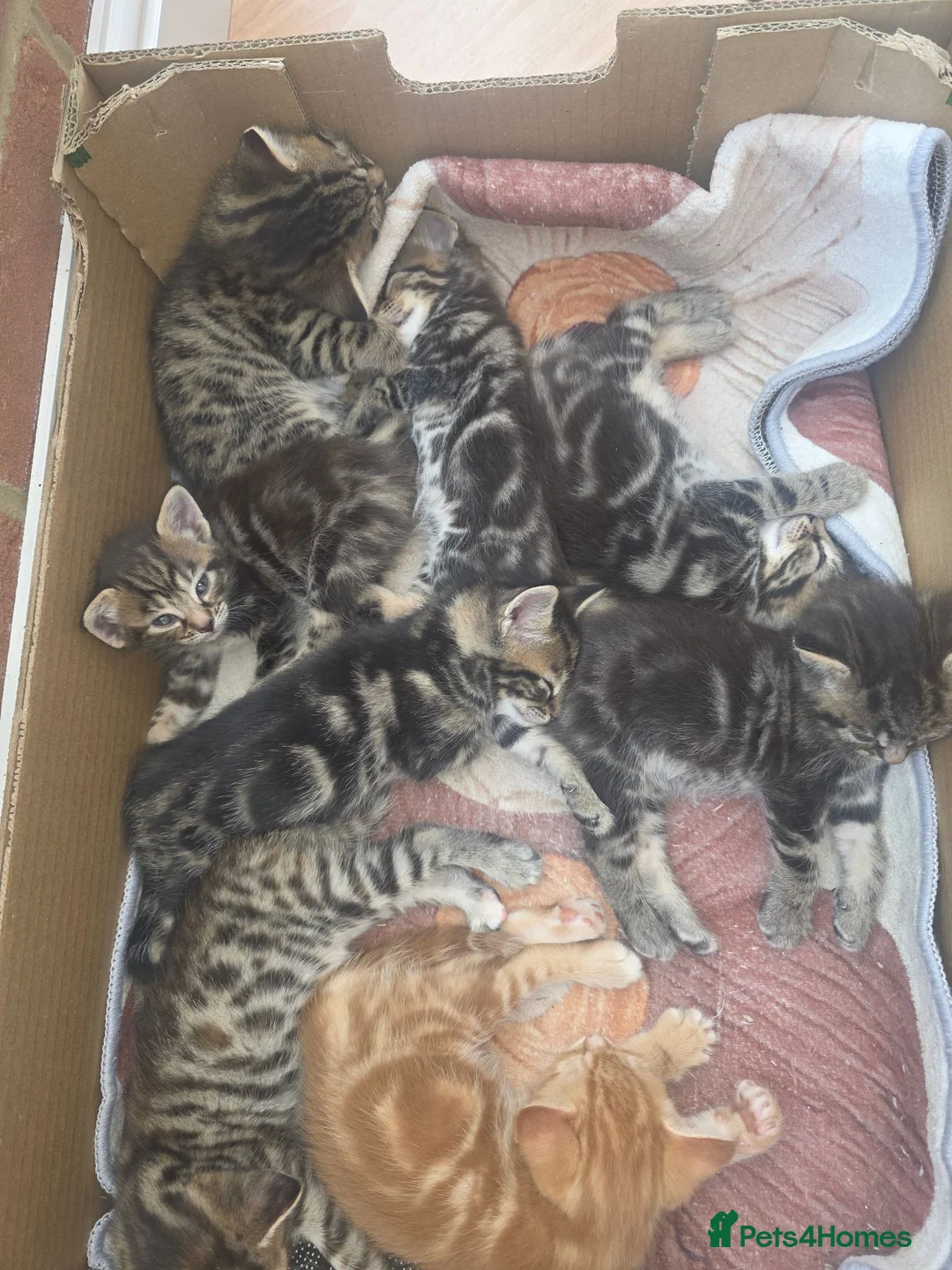 Mixed Breed cats for sale: Tabby kittens - Advert 5