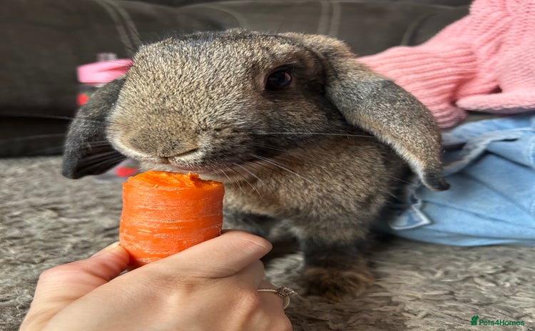 Mixed Breed rabbits - Advert 5