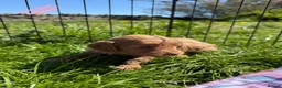 Cavapoo dogs for sale: Cavapoo F1b Puppies in Bishop Auckland - Advert 2