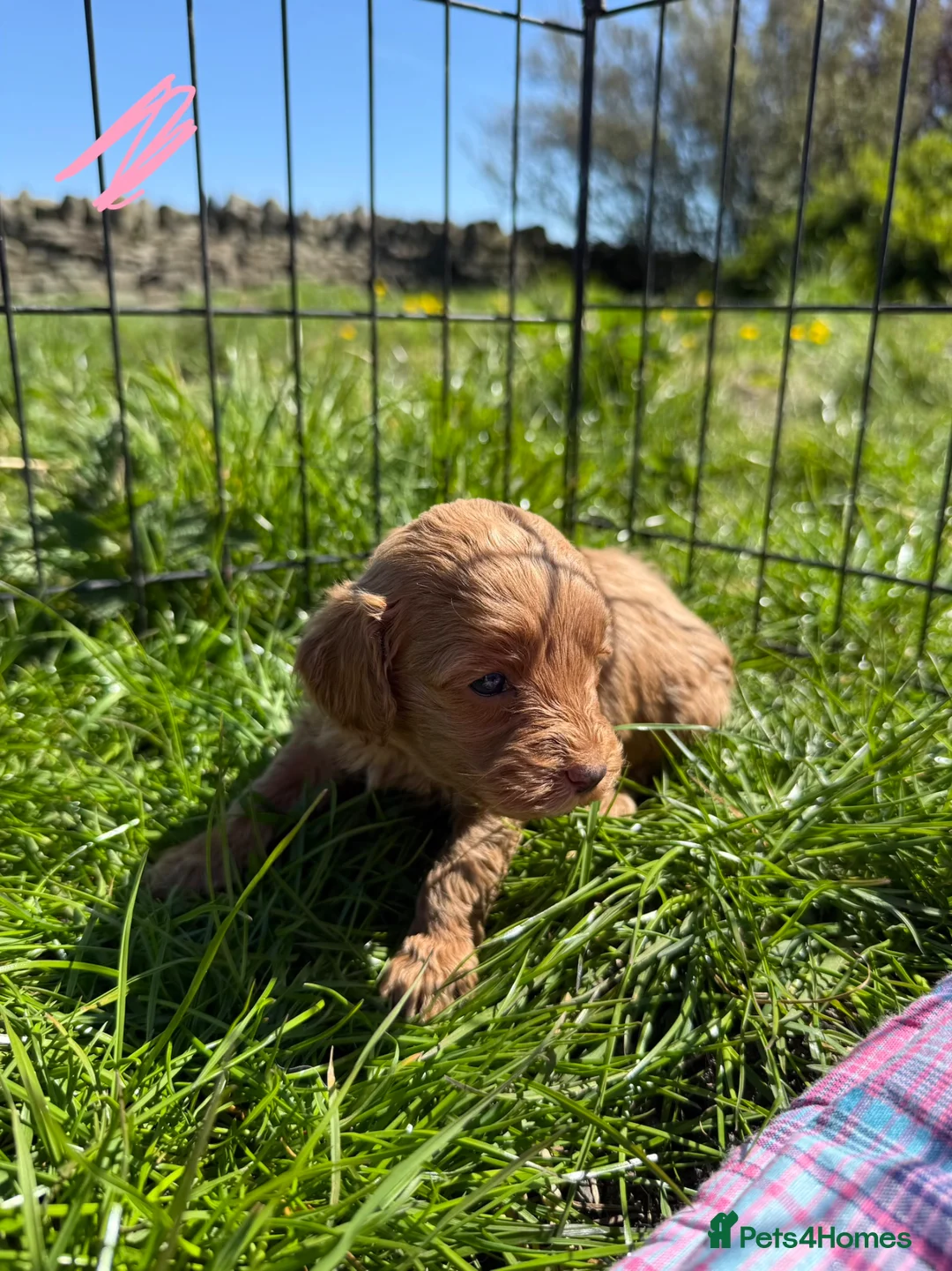 Cavapoo dogs for sale: Cavapoo F1b Puppies in Bishop Auckland - Advert 2
