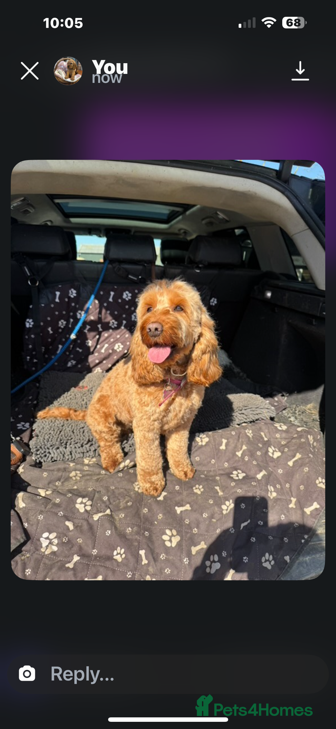 Cockapoo dogs for sale: Beautiful Fully health checked ready 22/09/2025 - Image 11