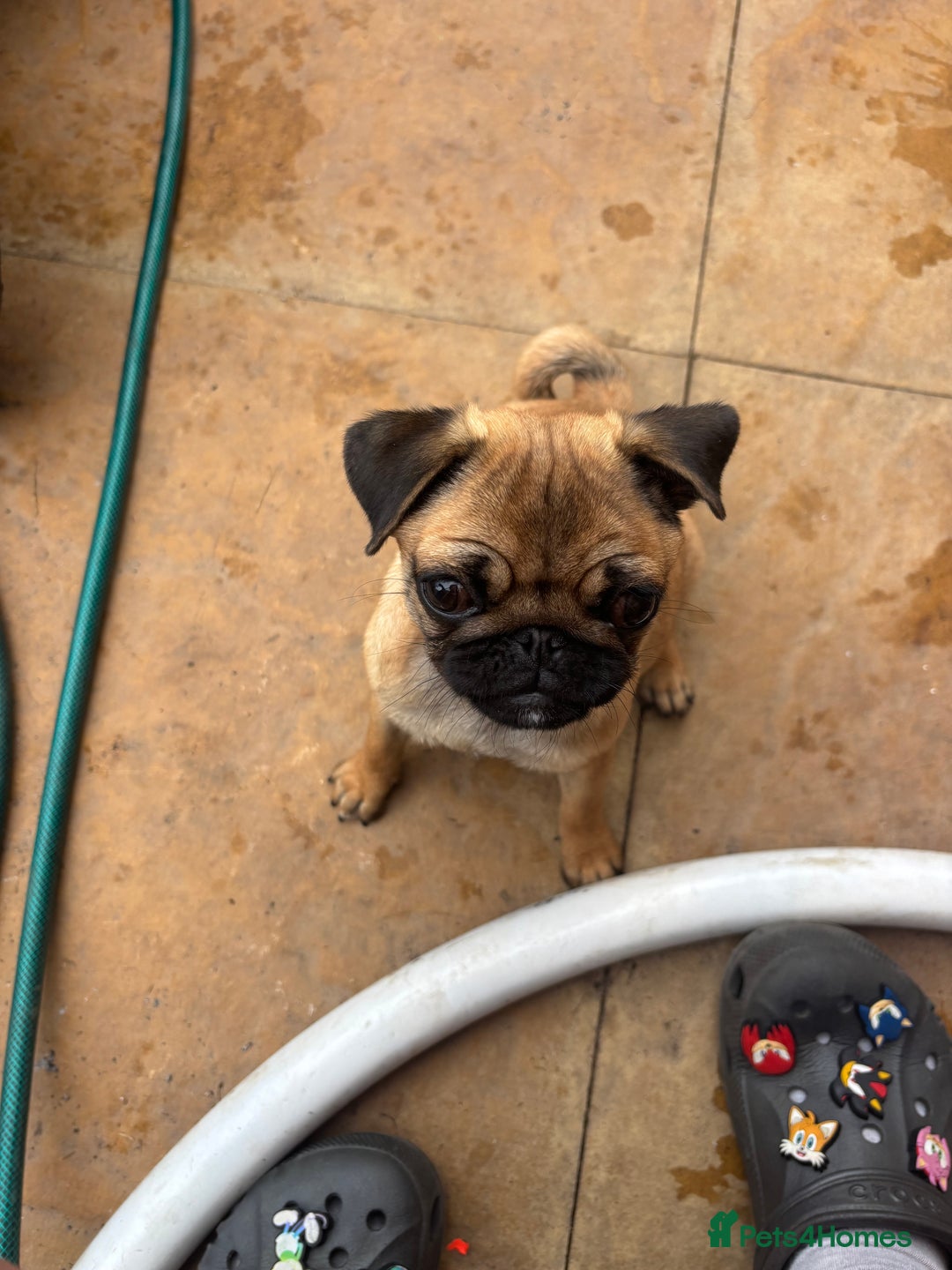 Pug dogs for sale: Pug puppy female  - Image 2