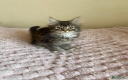 Maine Coon cats for sale: Maine Coon Cross Female Kitten  - Image 1