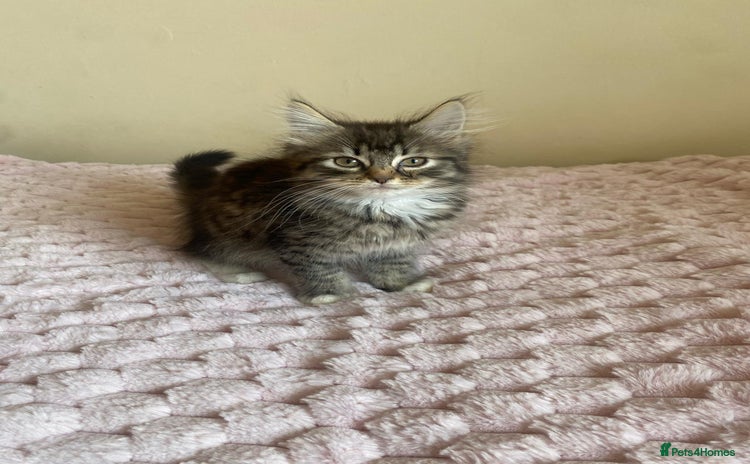 Maine Coon cats - Advert 14