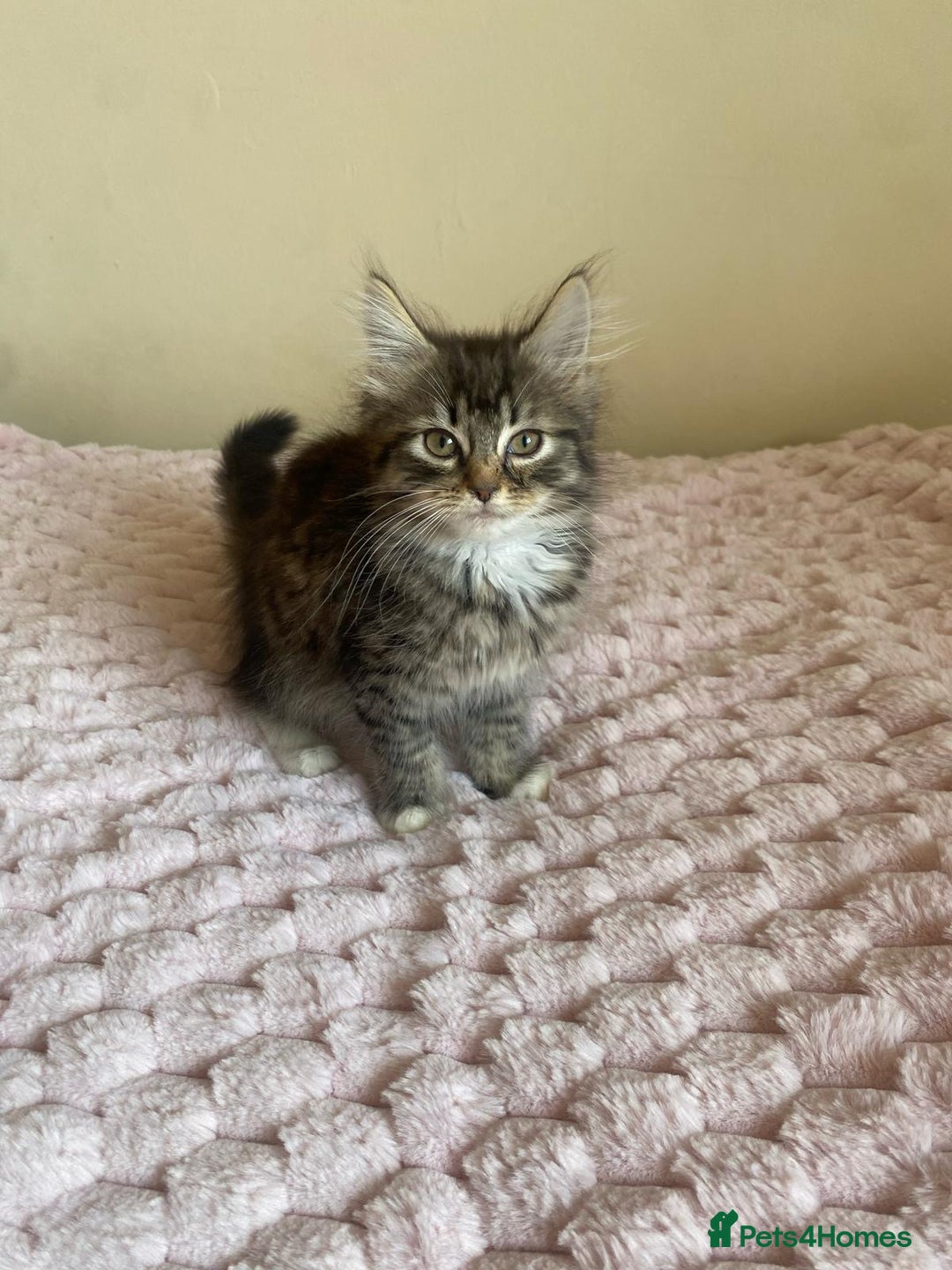 Maine Coon cats for sale: Maine Coon Cross Female Kitten  - Image 1