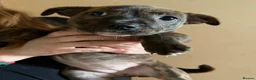 Staffordshire Bull Terrier dogs for sale: Tiny bundles of joy!!! - Advert 8