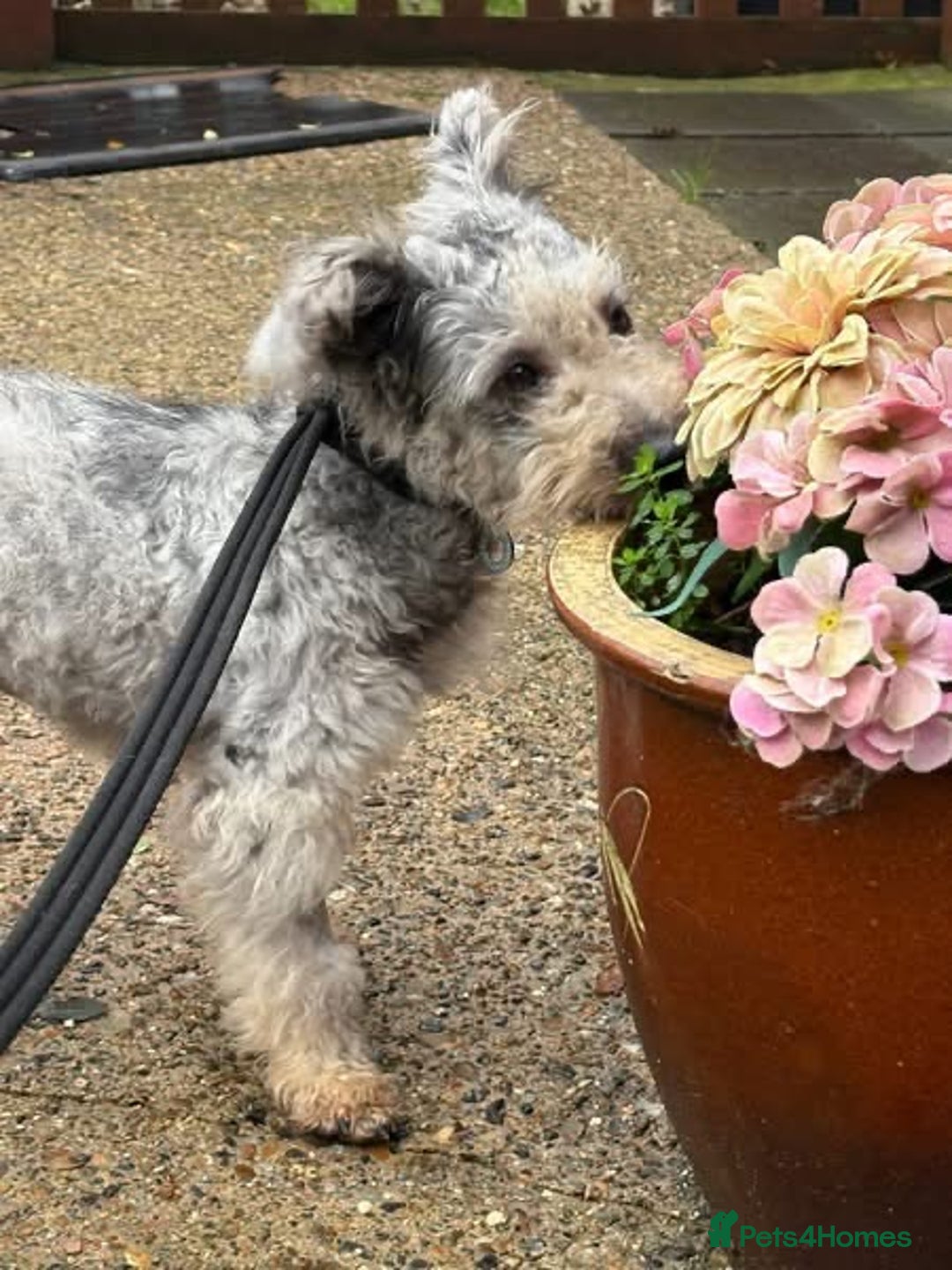 Mixed Breed dogs for adoption: Scruffy- Hingham Norfolk  - Advert 2
