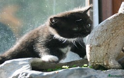 Exotic cats for sale: Exotic cross kittens - Advert 16