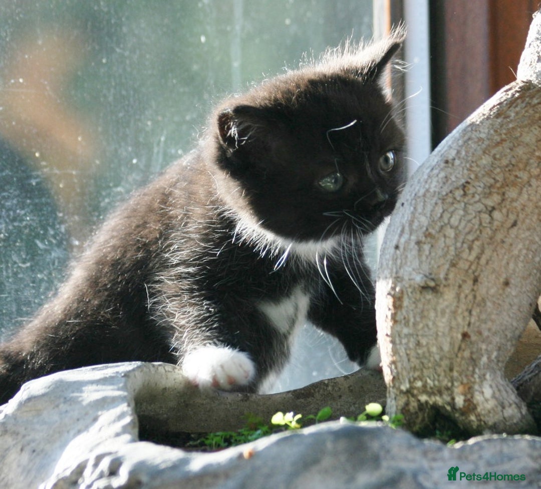 Exotic cats for sale: Exotic cross kittens - Advert 16