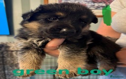 German Shepherd dogs for sale: German shepherd pedigree puppies- four weeks old. - Image 19