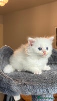 Ragdoll cats - Advert 6