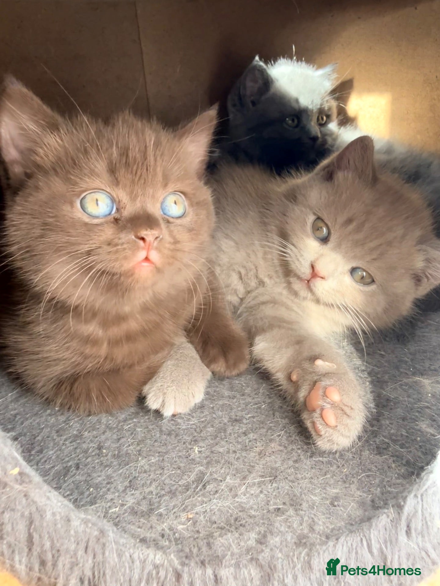 British Shorthair cats 🐾 British shorthair kitten for sale 🐾 - Advert 1