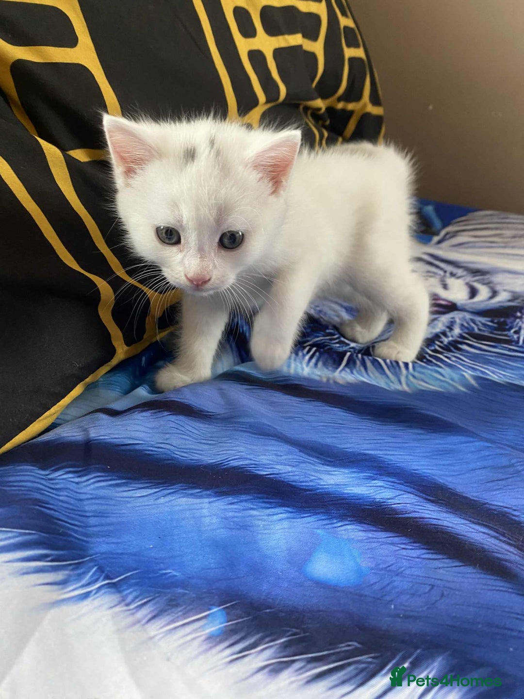 Mixed Breed cats for sale: Kittens for sale  - Image 8