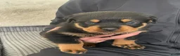 Rottweiler dogs for sale: Quality Rottweiler puppies  - Advert 9