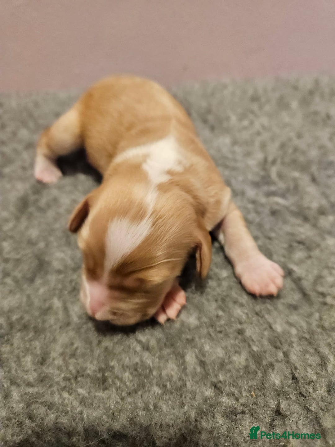 Cocker Spaniel dogs for sale: Working Cocker Spaniel Puppies  - Advert 12