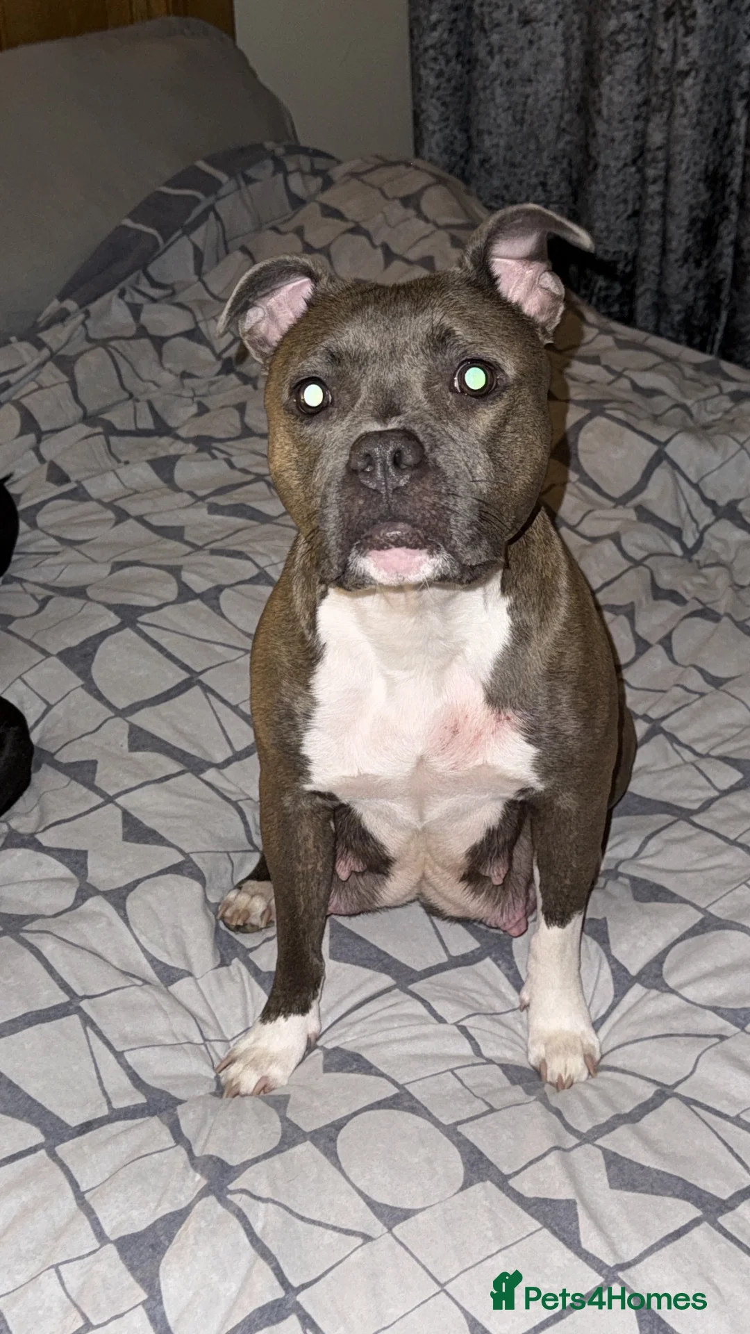 Staffordshire Bull Terrier dogs for sale: 6 week old male puppy  - Advert 2
