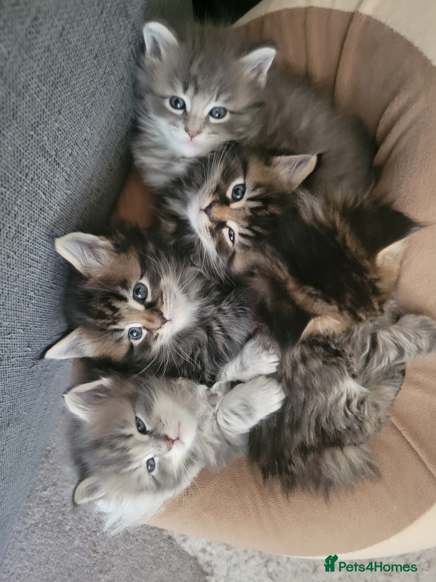 Maine Coon cats Main Coon mixd kittens in Richmond  - Advert 16