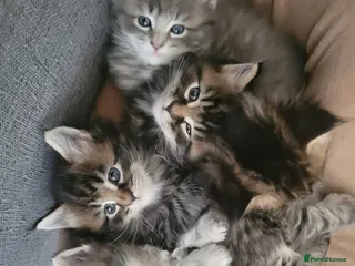 Maine Coon cats Main Coon mixd kittens in Richmond - Advert 16