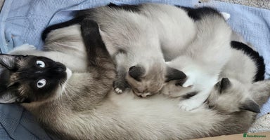 Snowshoe cats Rare pedigree snowshoe kittens born in Scotland - Advert 16