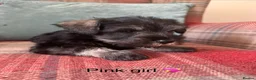 Miniature Schnauzer dogs for sale: KC registered, health tested puppies available  - Advert 10