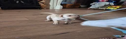 Labrador Retriever dogs for sale: Kc Labrador retriever puppy - Advert 4