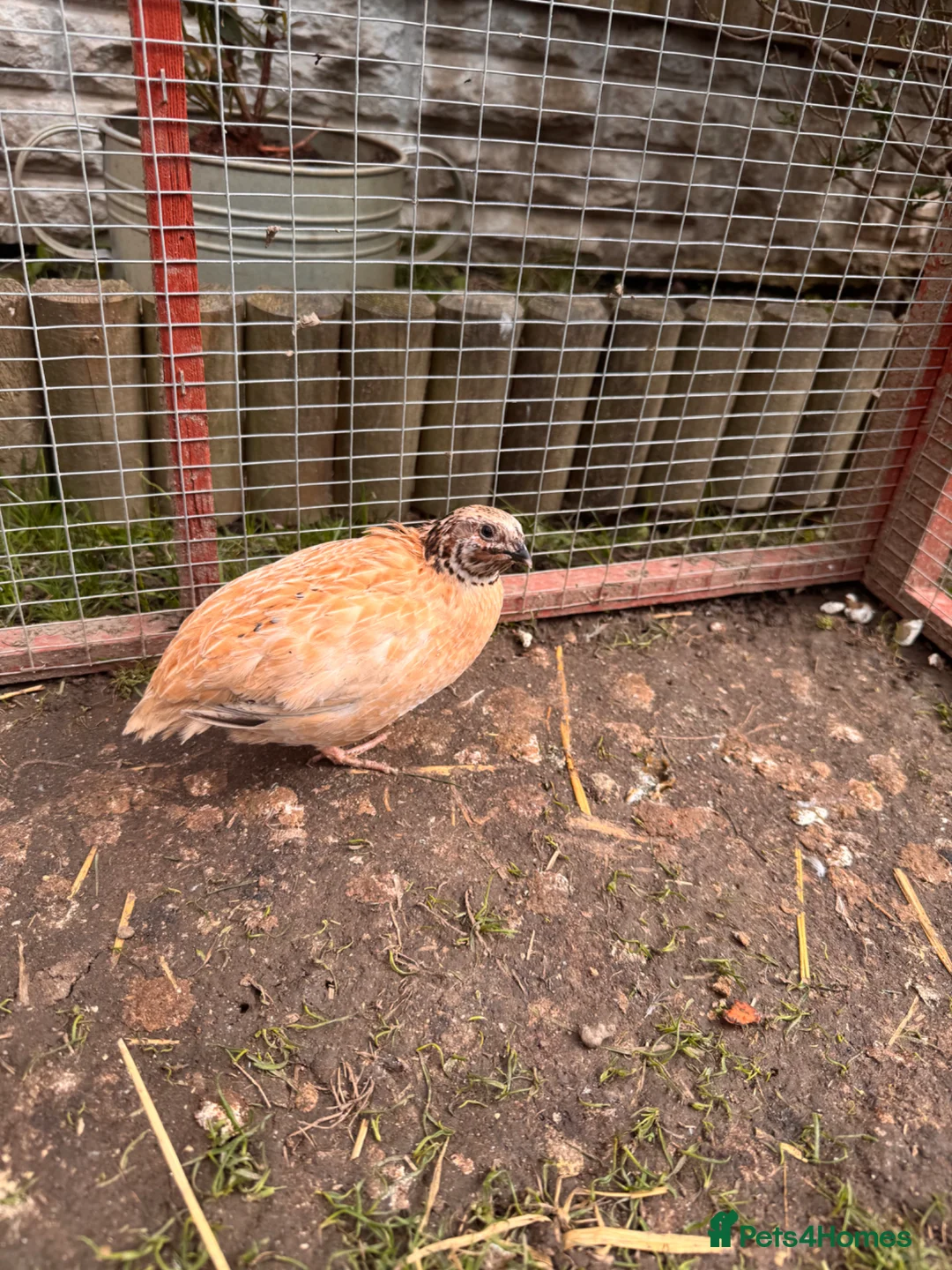 Quail poultry for sale: 3 Male Coturnix Quail - 1 Jumbo in Chesterfield - Advert 2